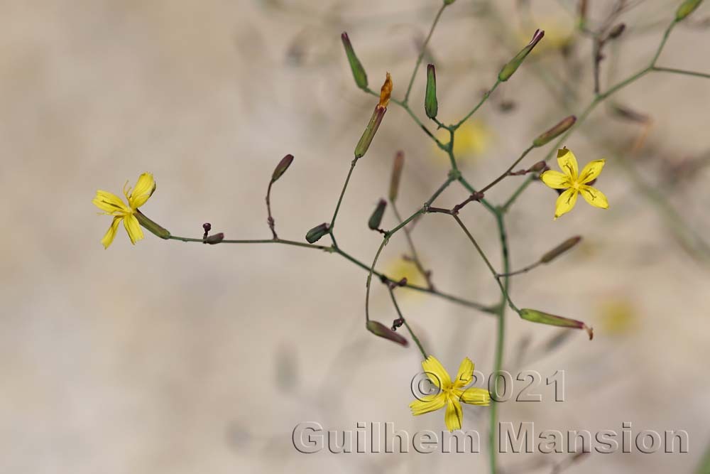 Lactuca [Mycelis] muralis