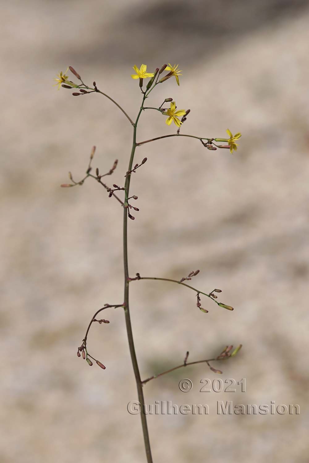 Lactuca [Mycelis] muralis