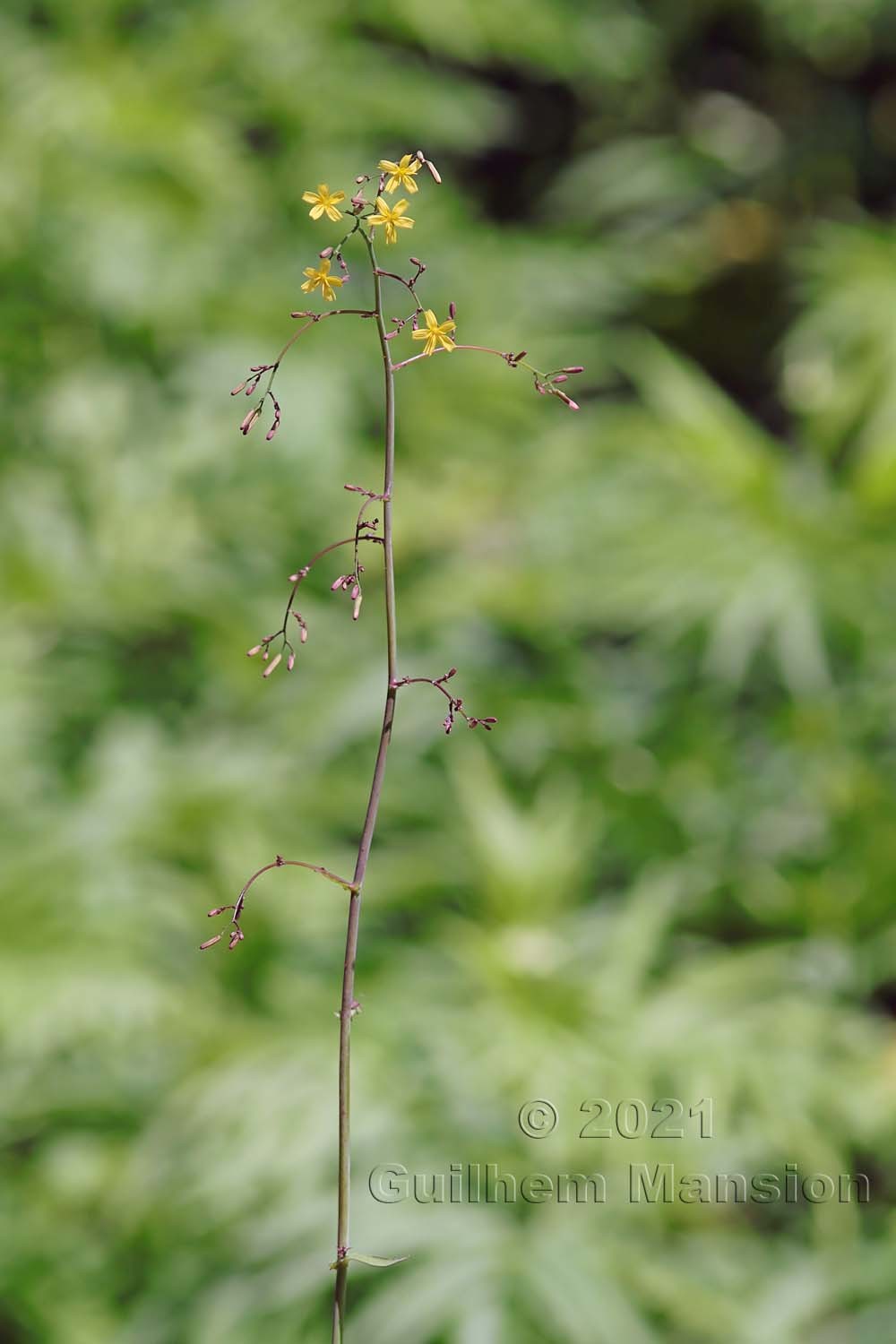 Lactuca [Mycelis] muralis