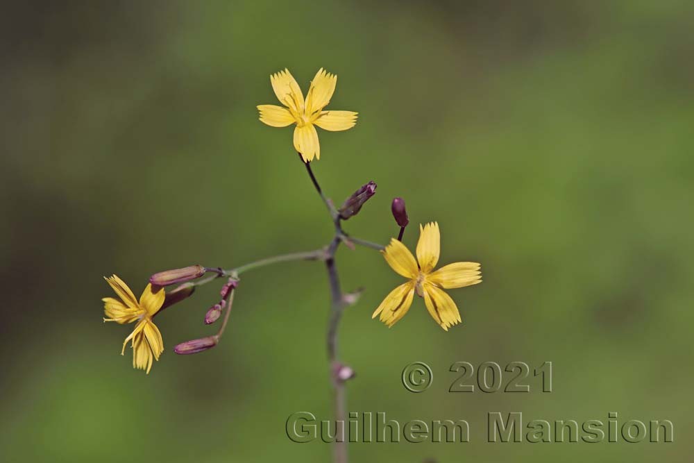 Lactuca [Mycelis] muralis