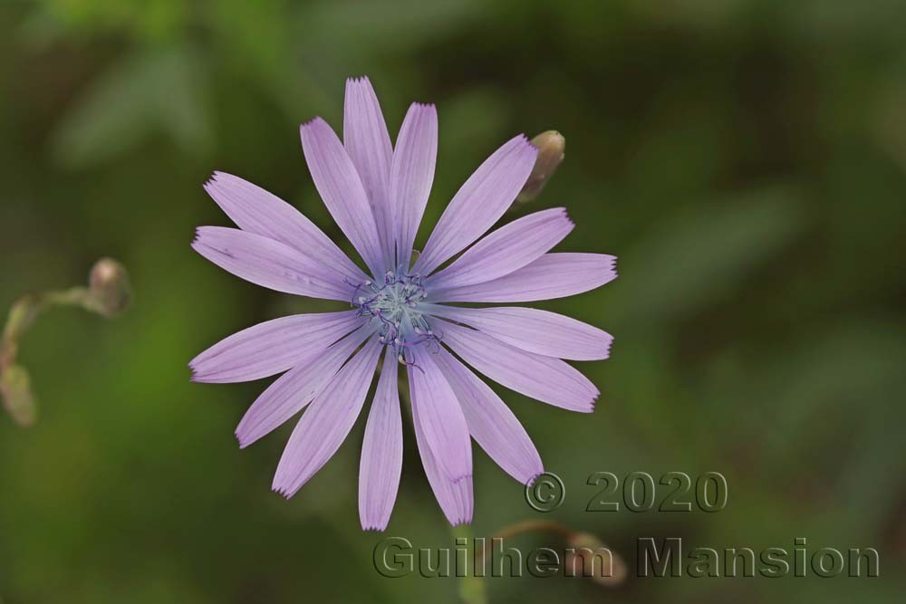 Lactuca perennis