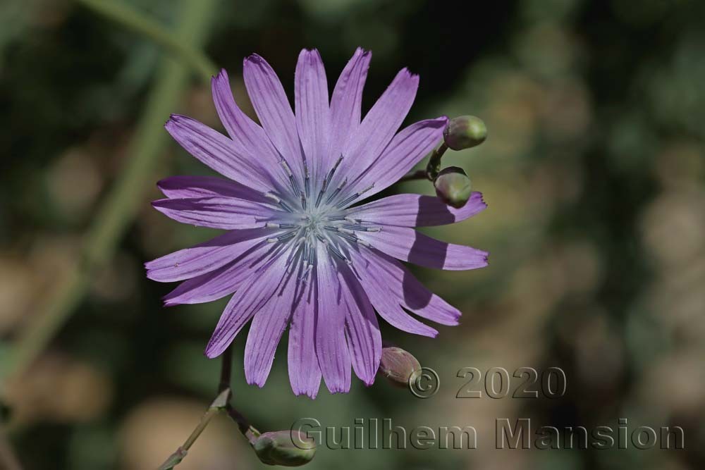 Lactuca perennis