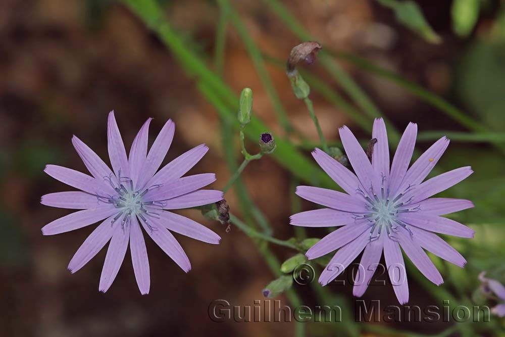 Lactuca perennis