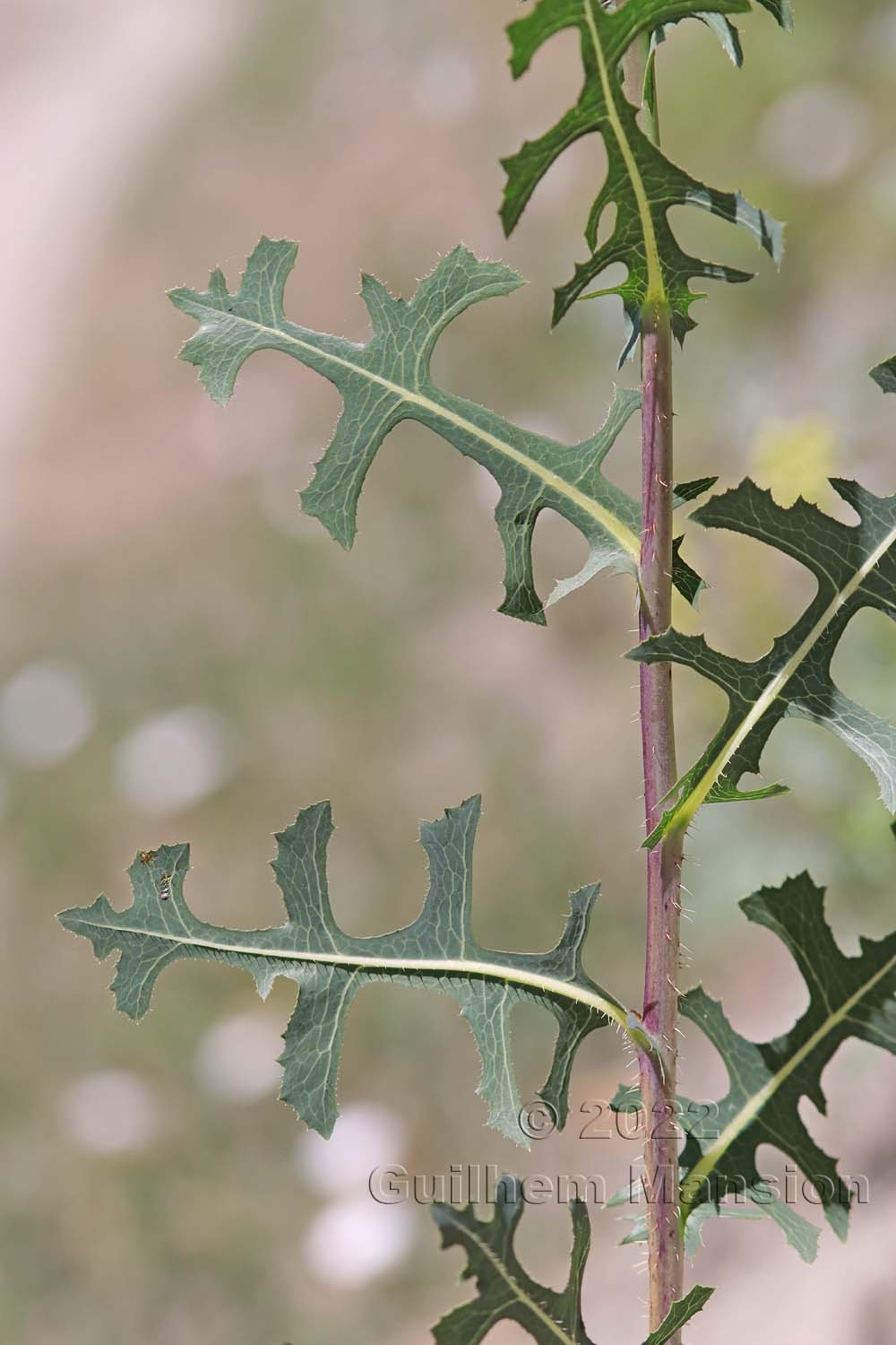 Lactuca serriola