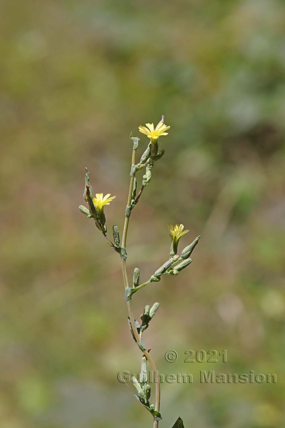 Lactuca serriola