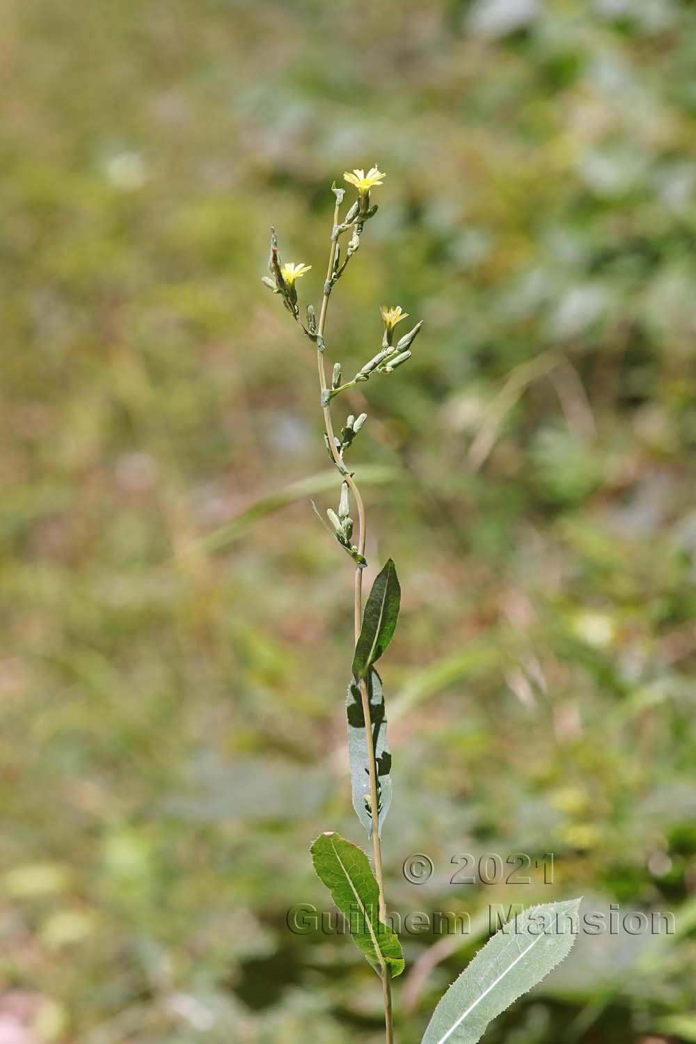 Lactuca serriola