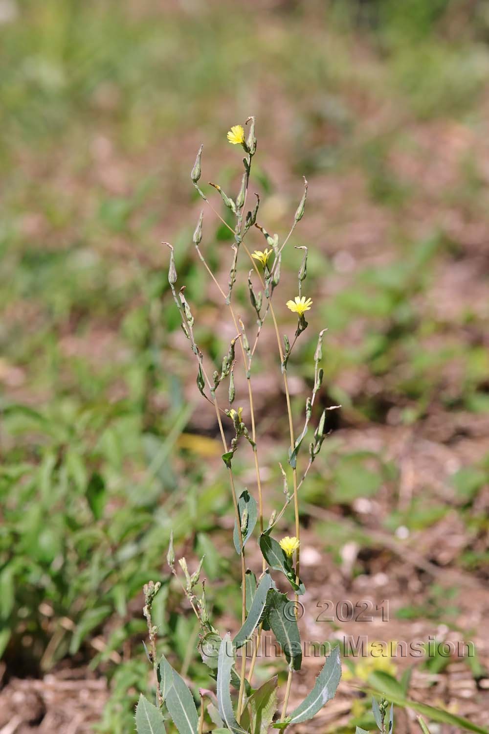 Lactuca serriola