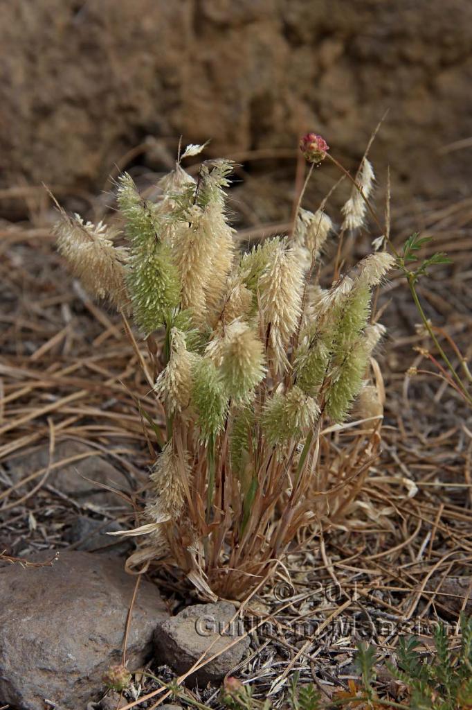 Lamarckia aurea