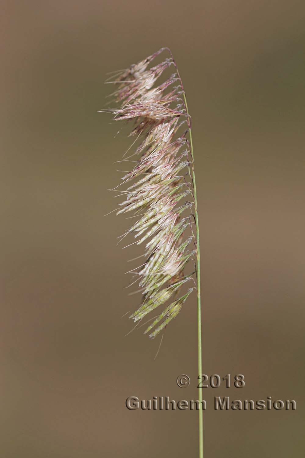 Lamarckia aurea