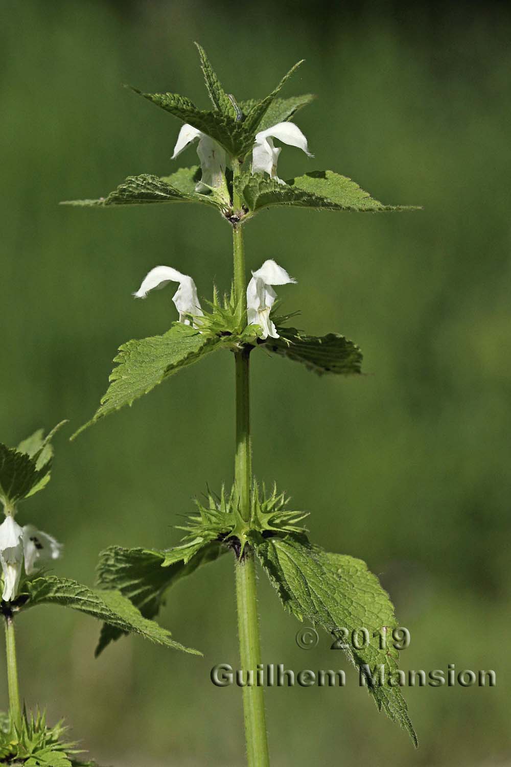 Lamium album