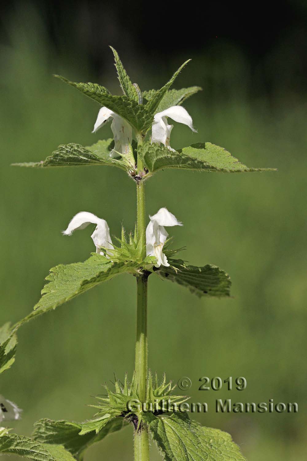 Lamium album