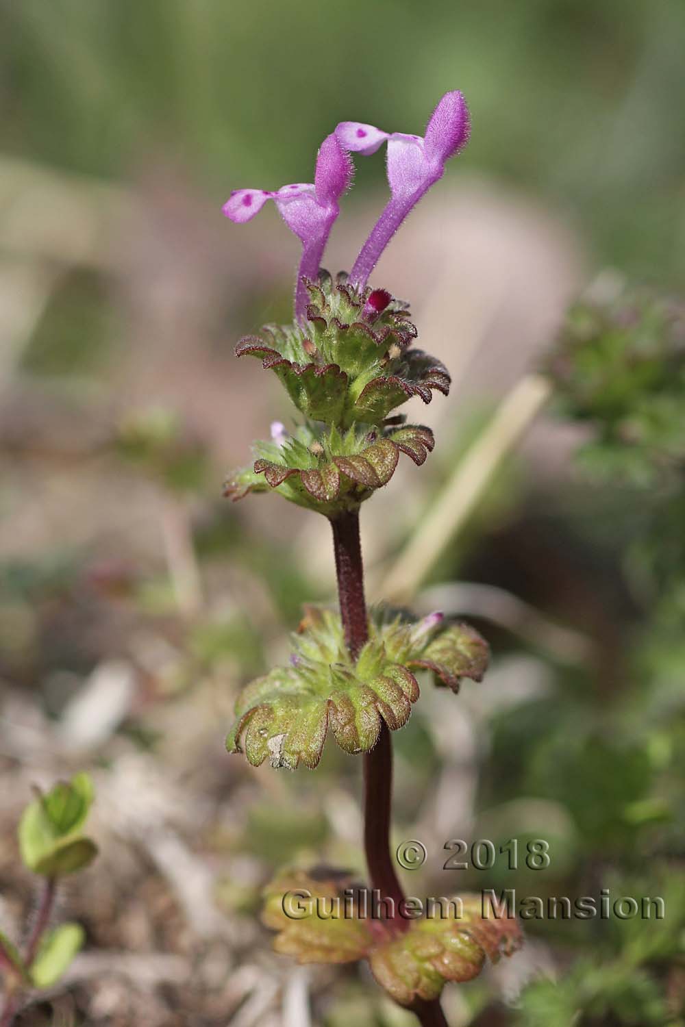 Lamium amplexicaule