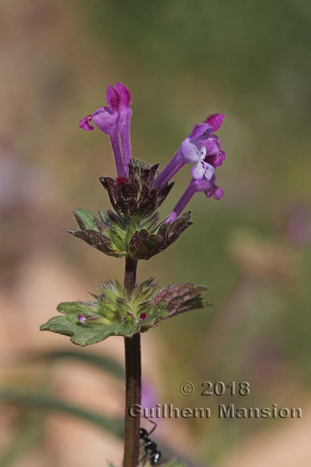 Lamium amplexicaule