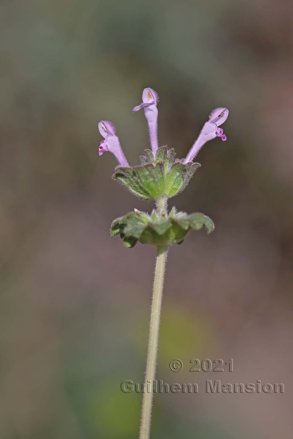 Lamium amplexicaule