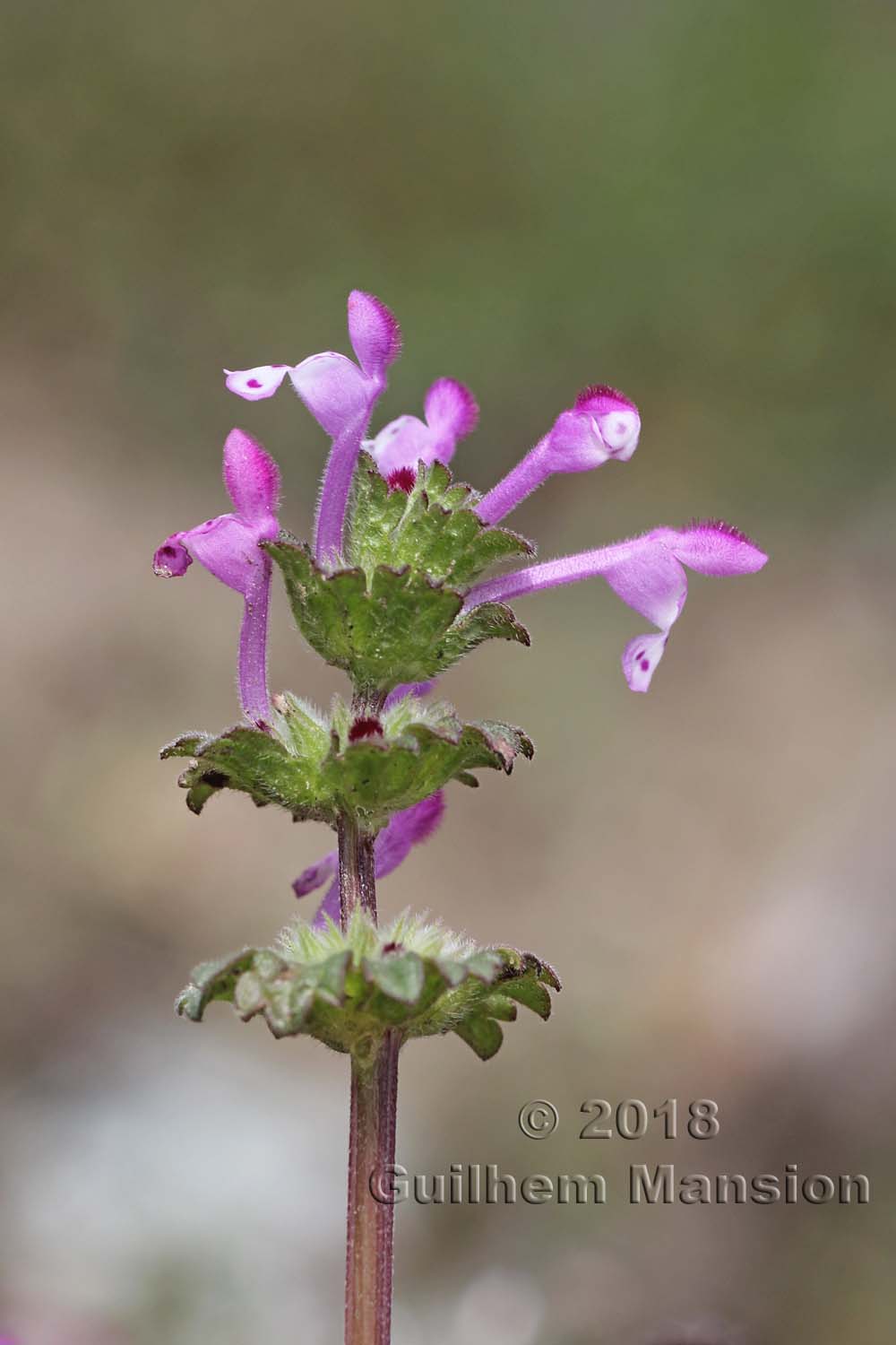 Lamium amplexicaule