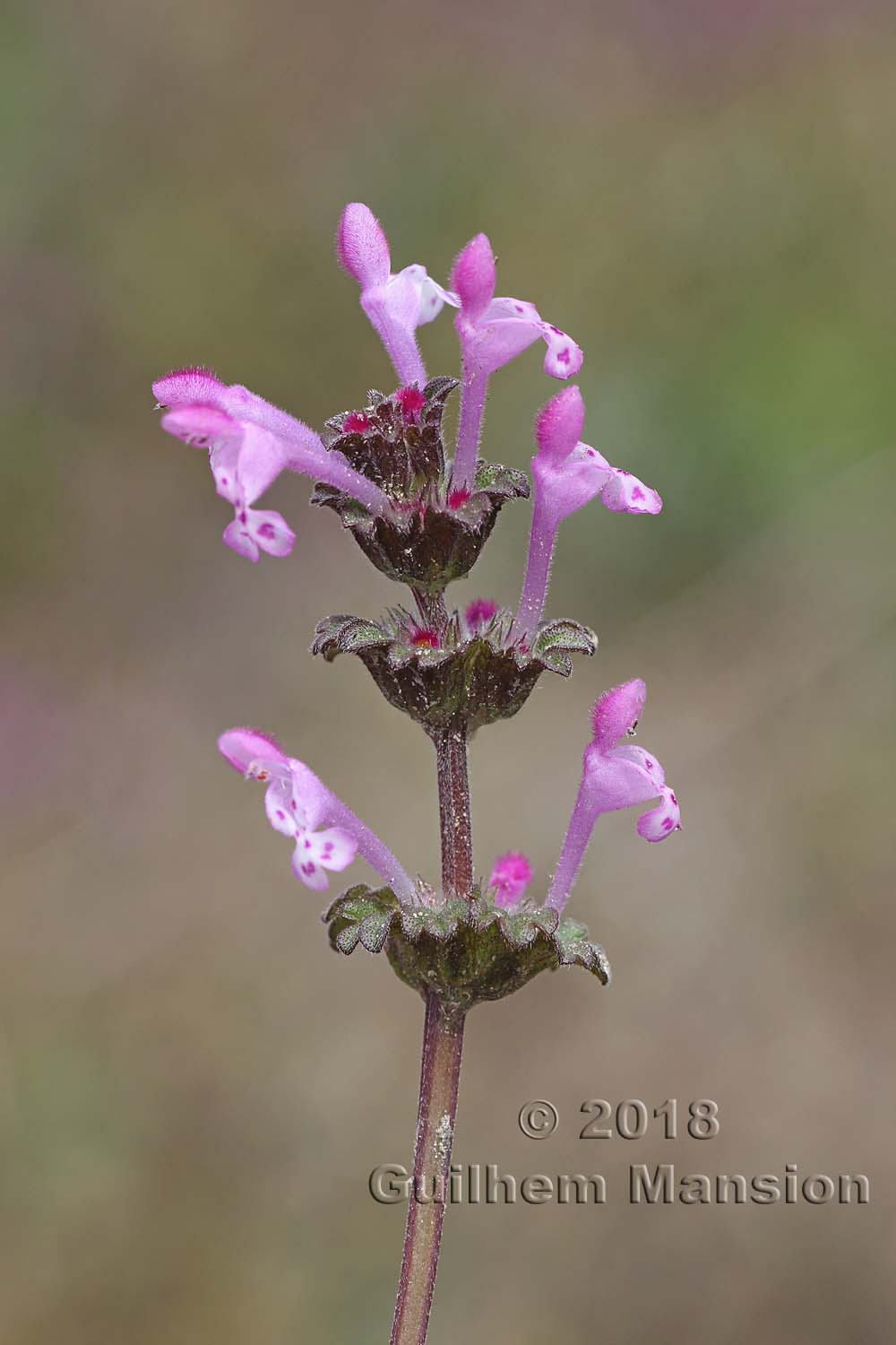 Lamium amplexicaule