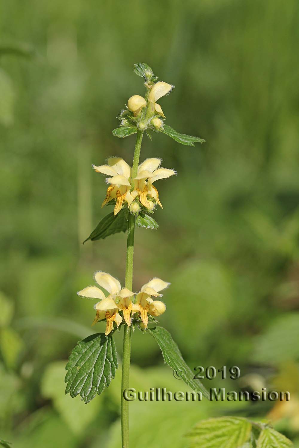 Lamium galeobdolon