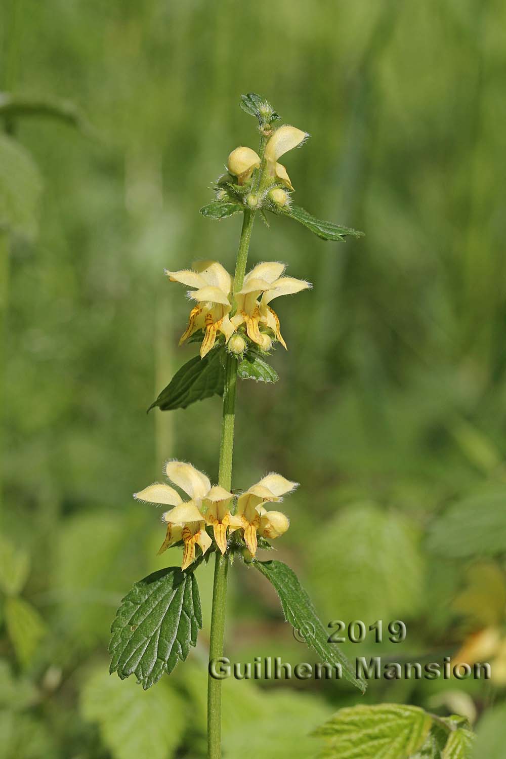 Lamium galeobdolon