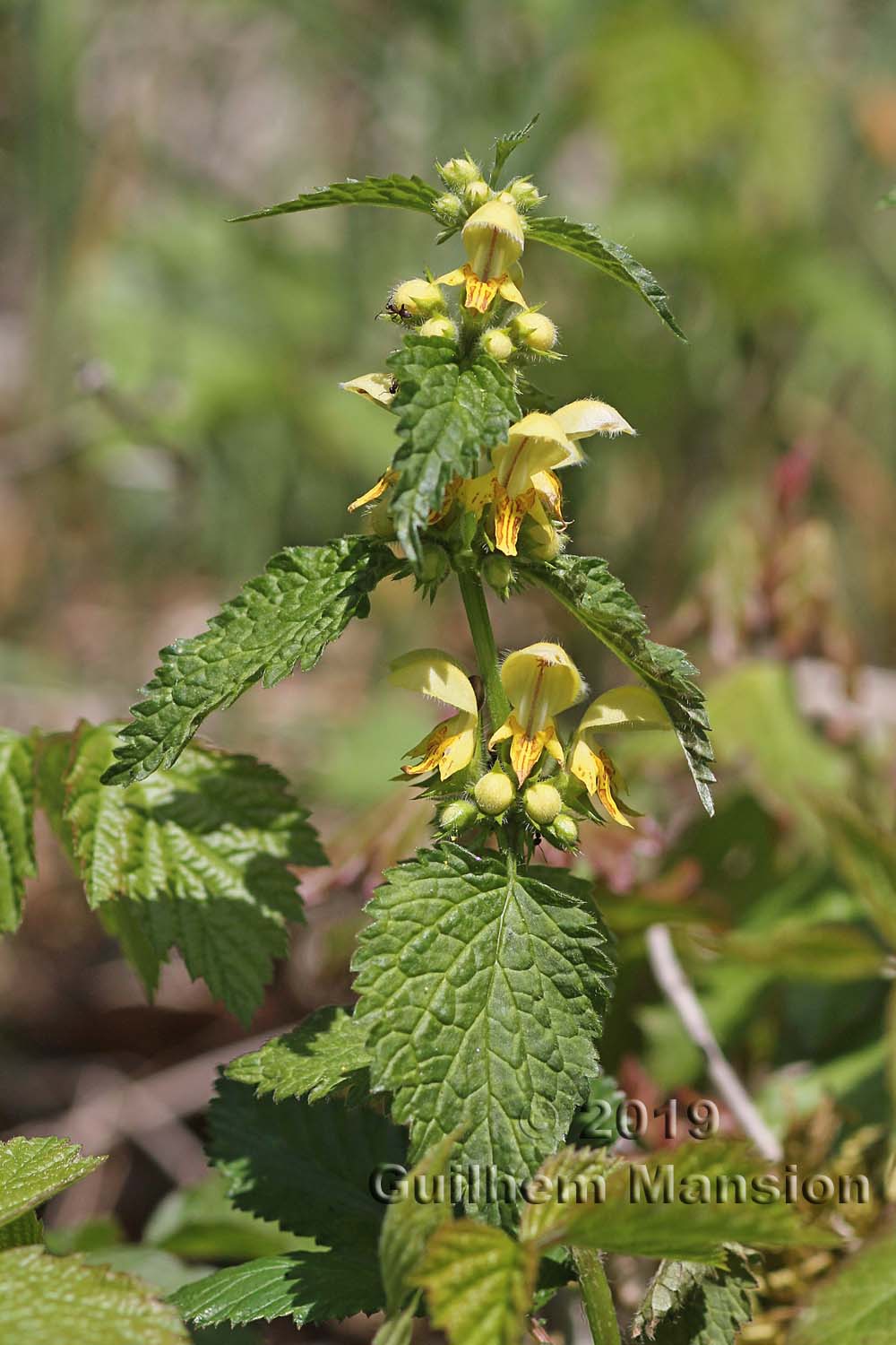 Lamium galeobdolon