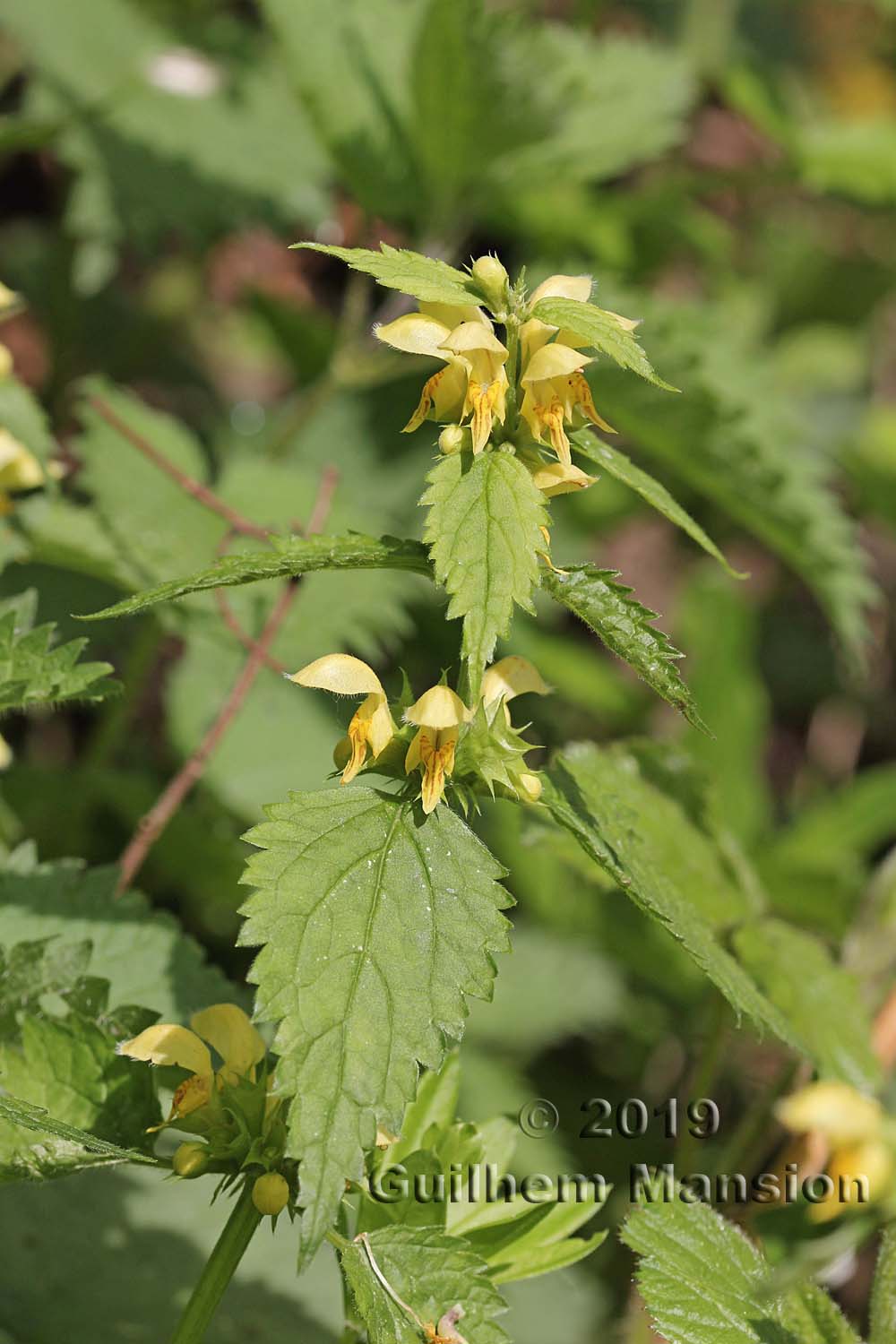 Lamium galeobdolon