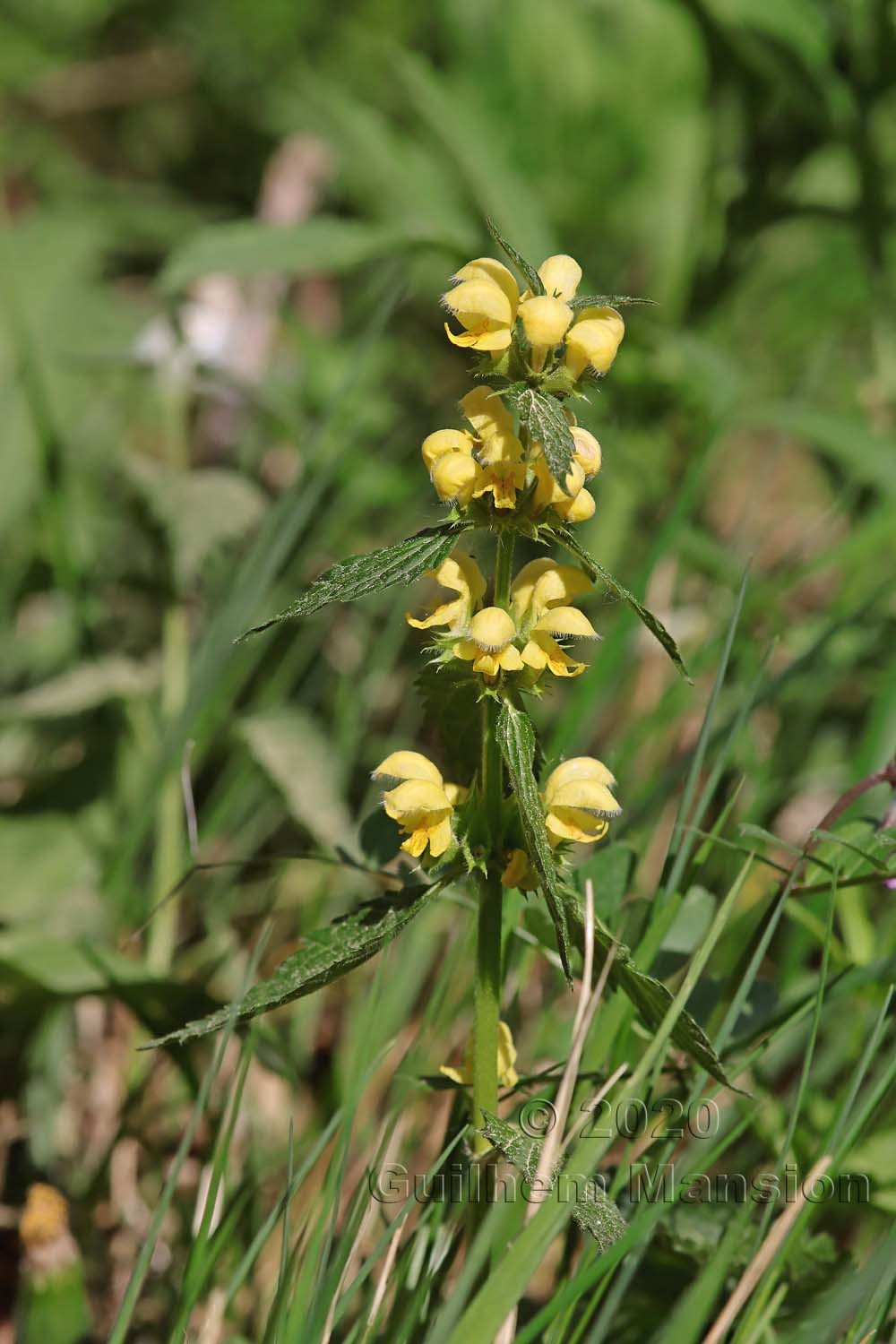 Lamium galeobdolon