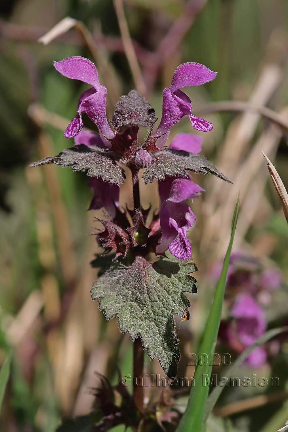 Lamium maculatum