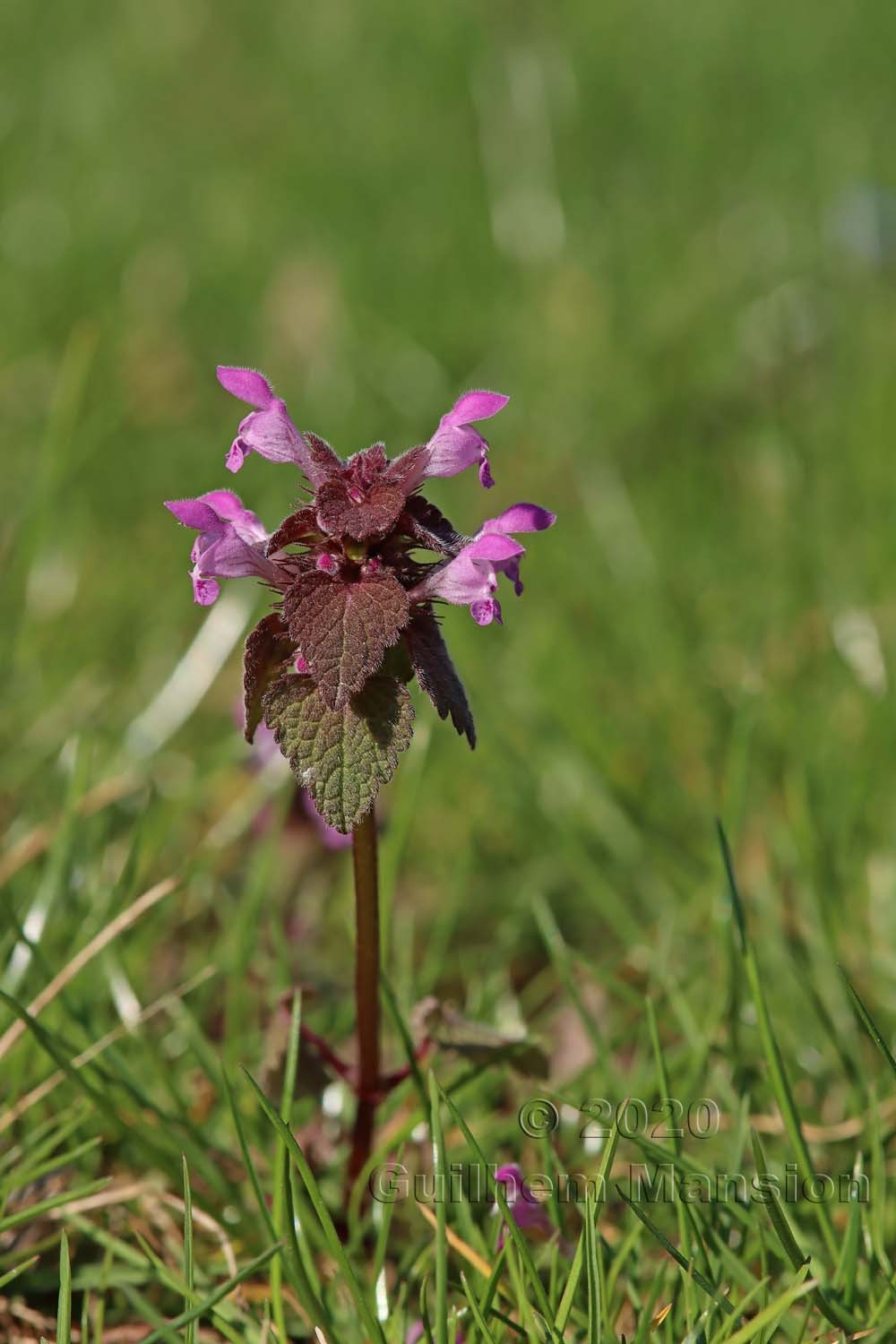 Lamium purpureum