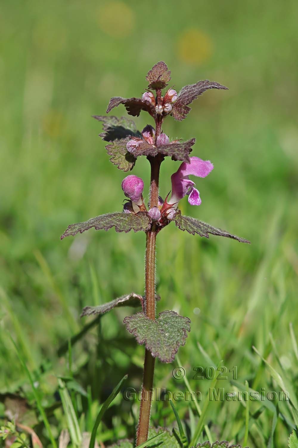 Lamium maculatum