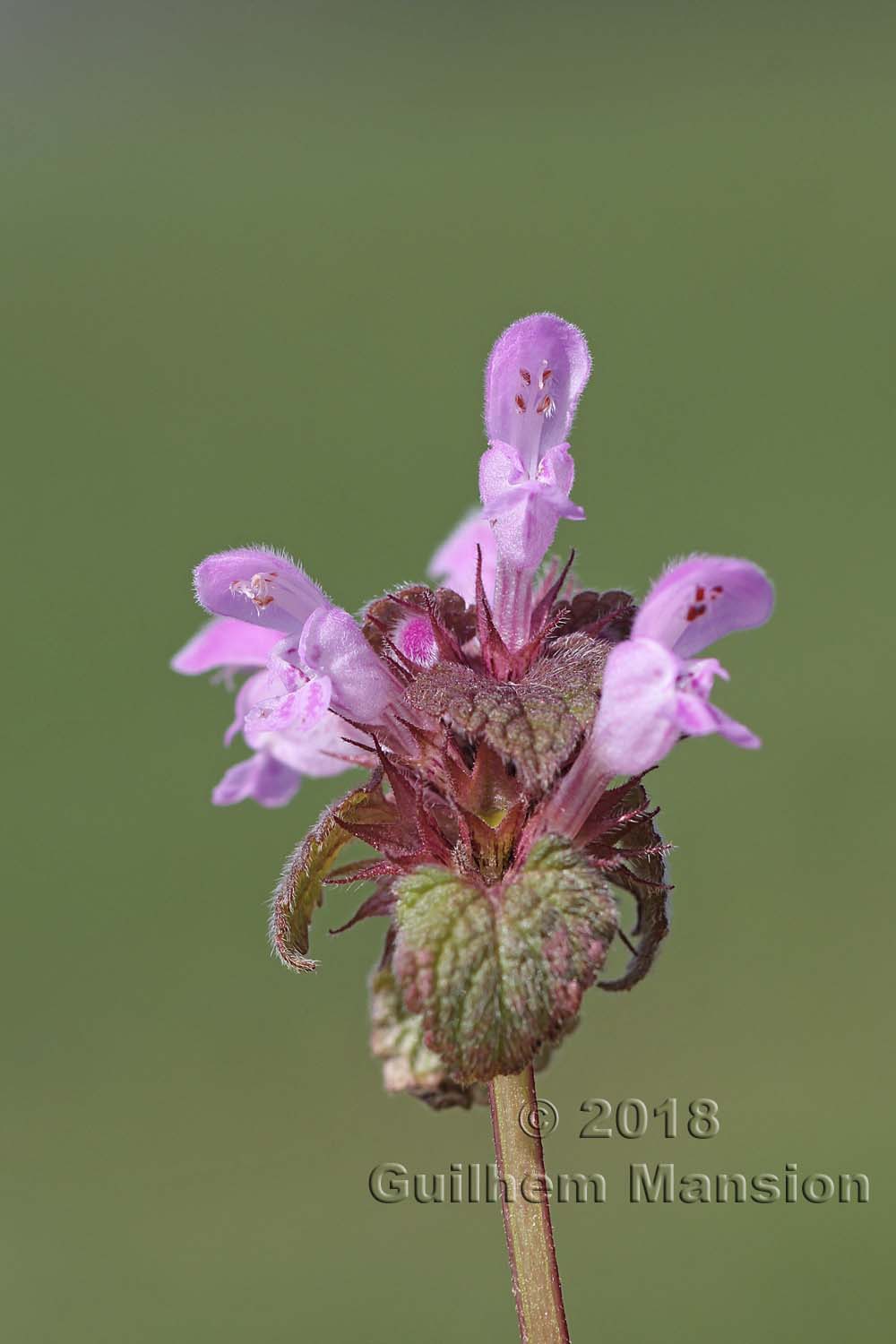 Lamium purpureum