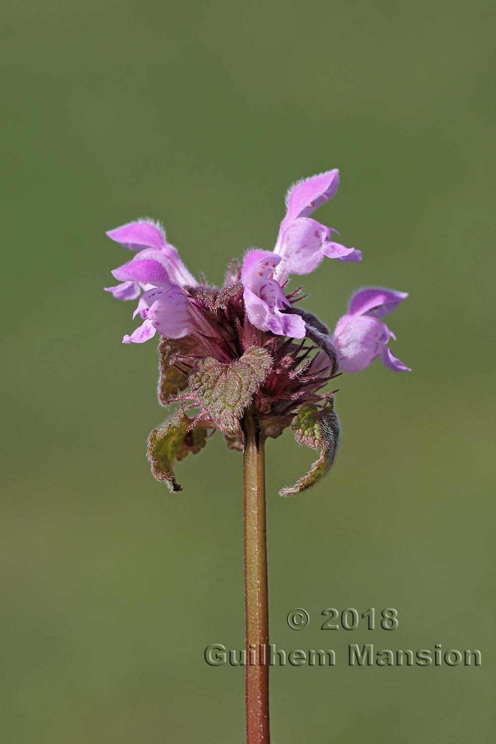 Lamium purpureum