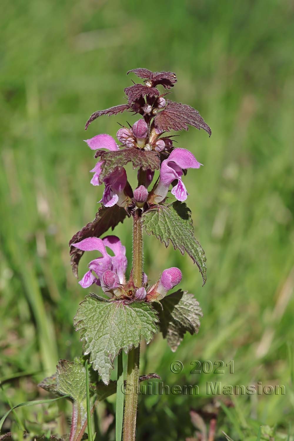 Lamium maculatum