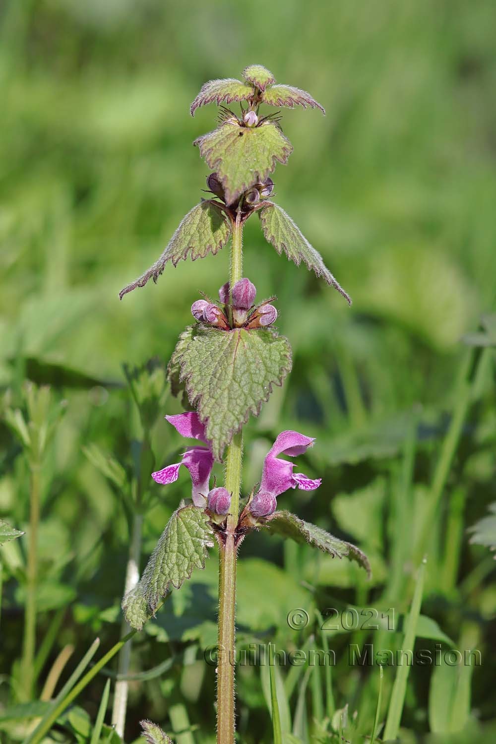 Lamium maculatum