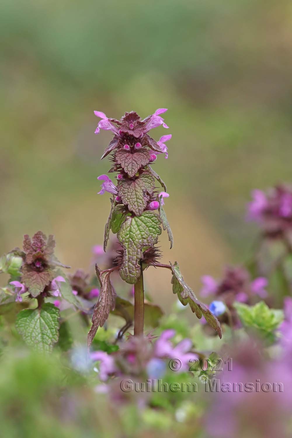 Lamium purpureum