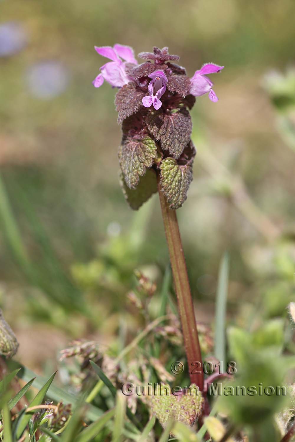 Lamium purpureum