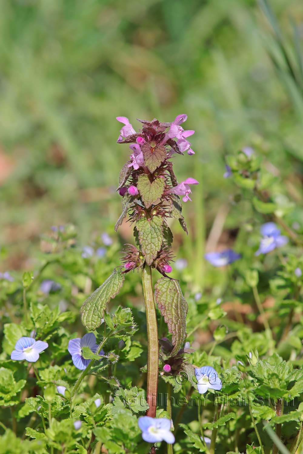 Lamium purpureum