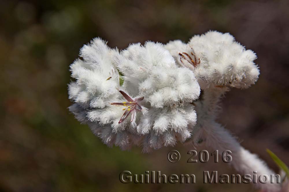 Lanaria lanata