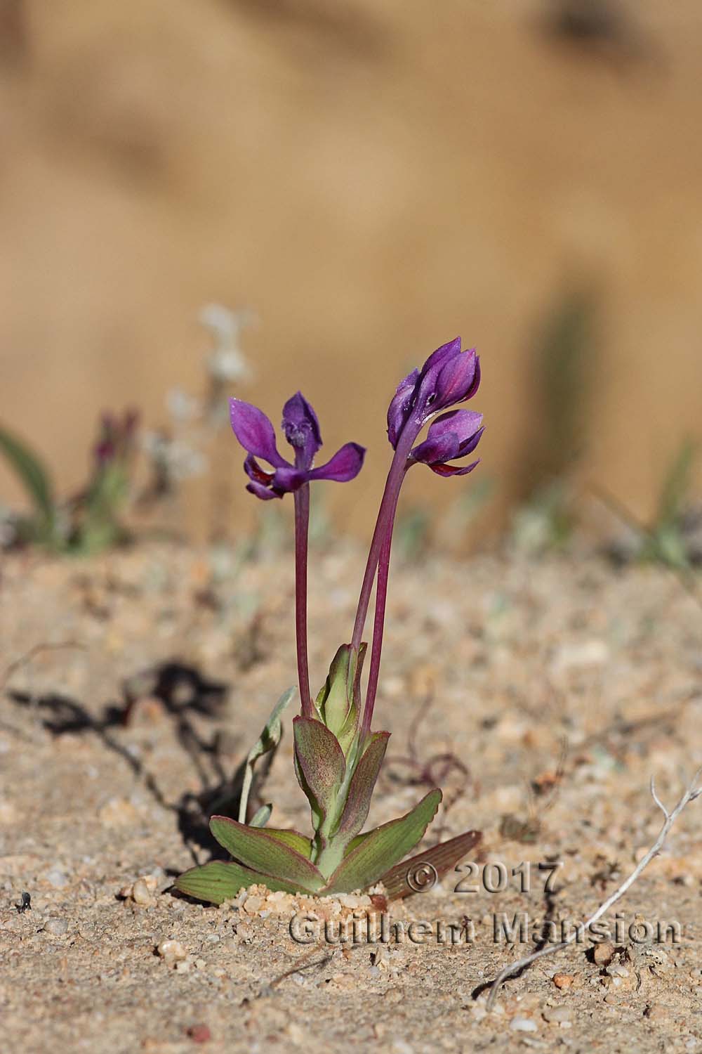 Lapeirousia jacquinii