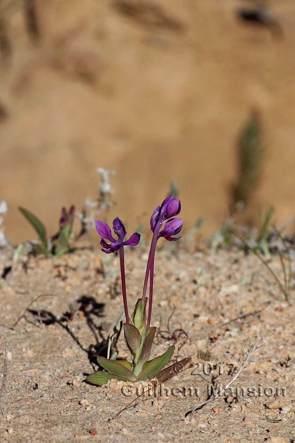 Lapeirousia jacquinii