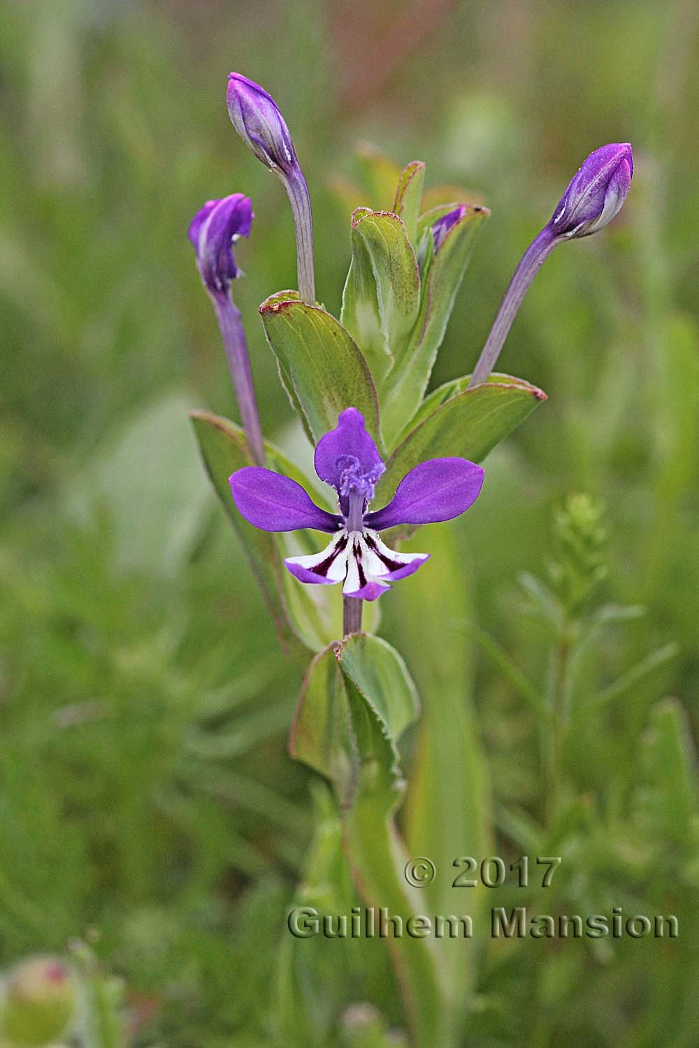 Lapeirousia jacquinii