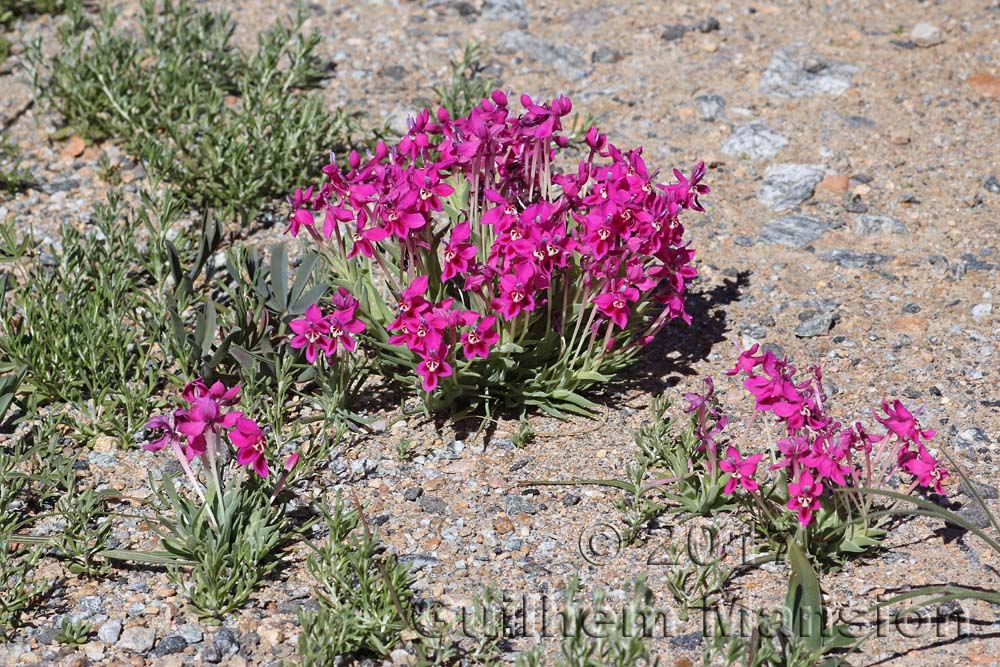 Lapeirousia silenoides