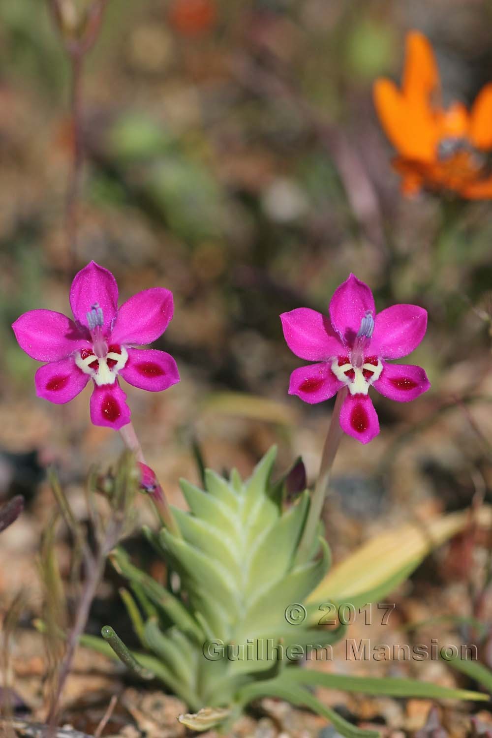 Lapeirousia silenoides