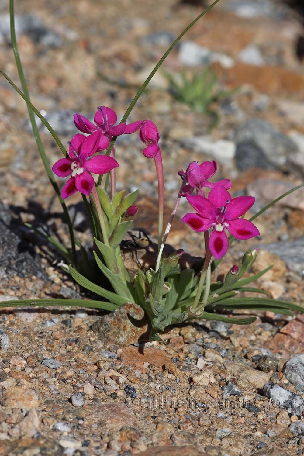 Lapeirousia silenoides