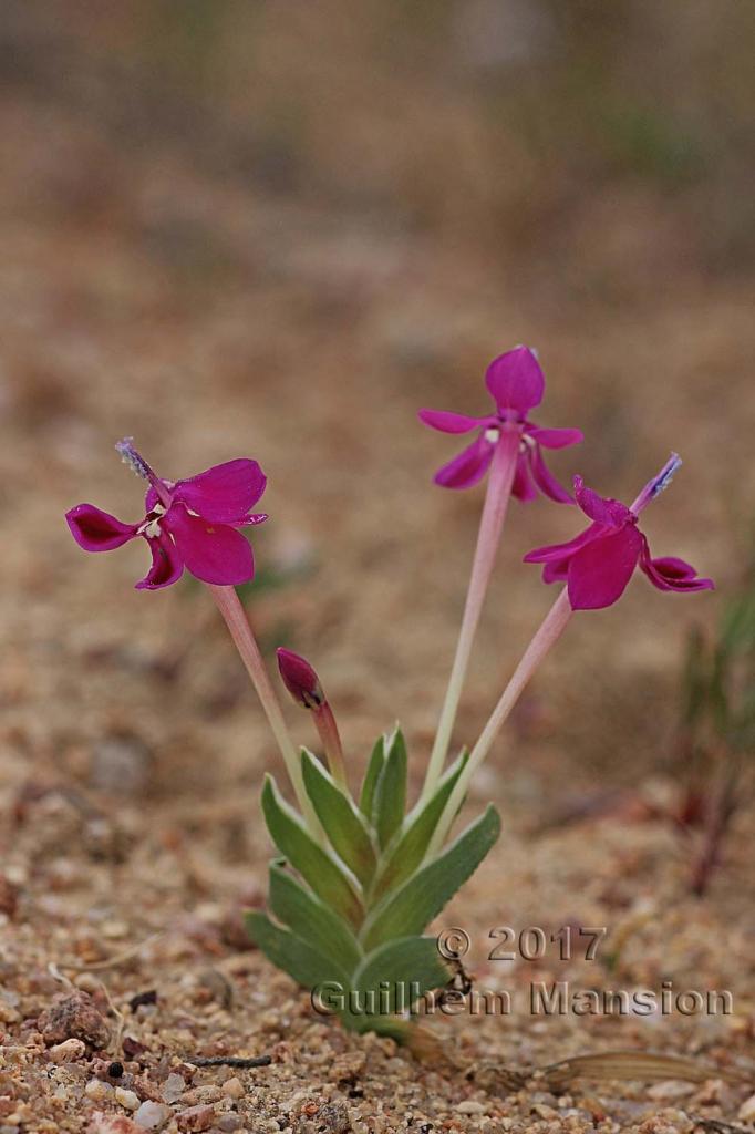 Lapeirousia silenoides