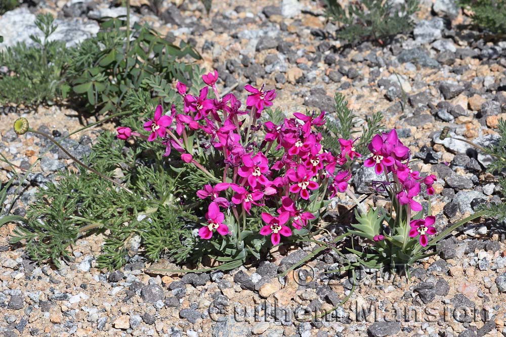 Lapeirousia silenoides