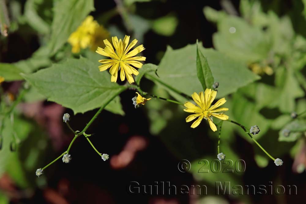 Lapsana communis