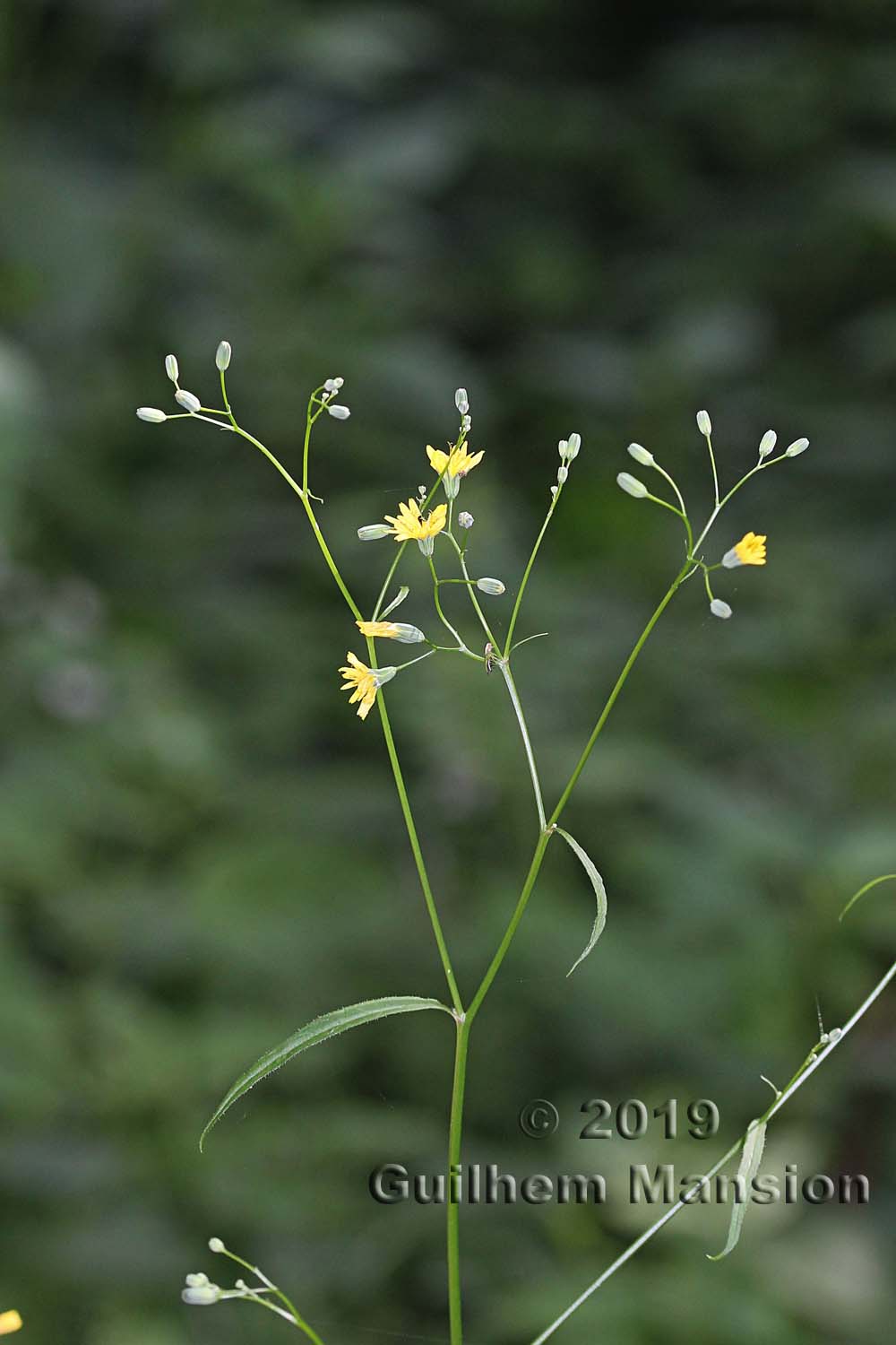 Lapsana communis