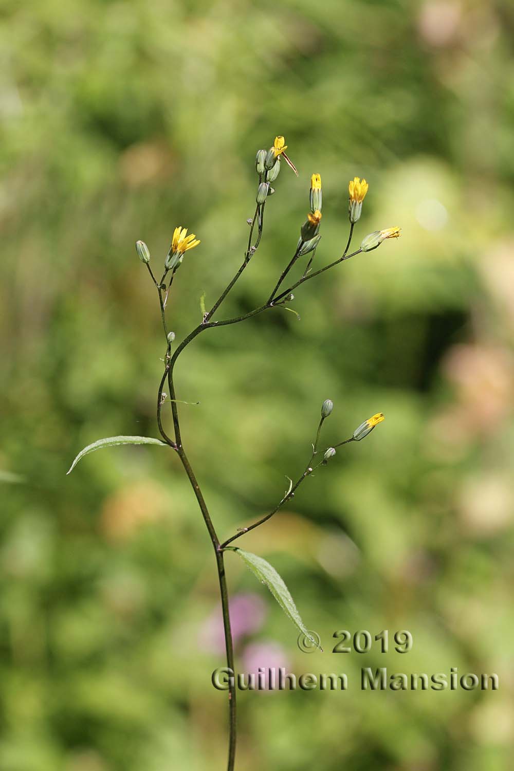 Lapsana communis