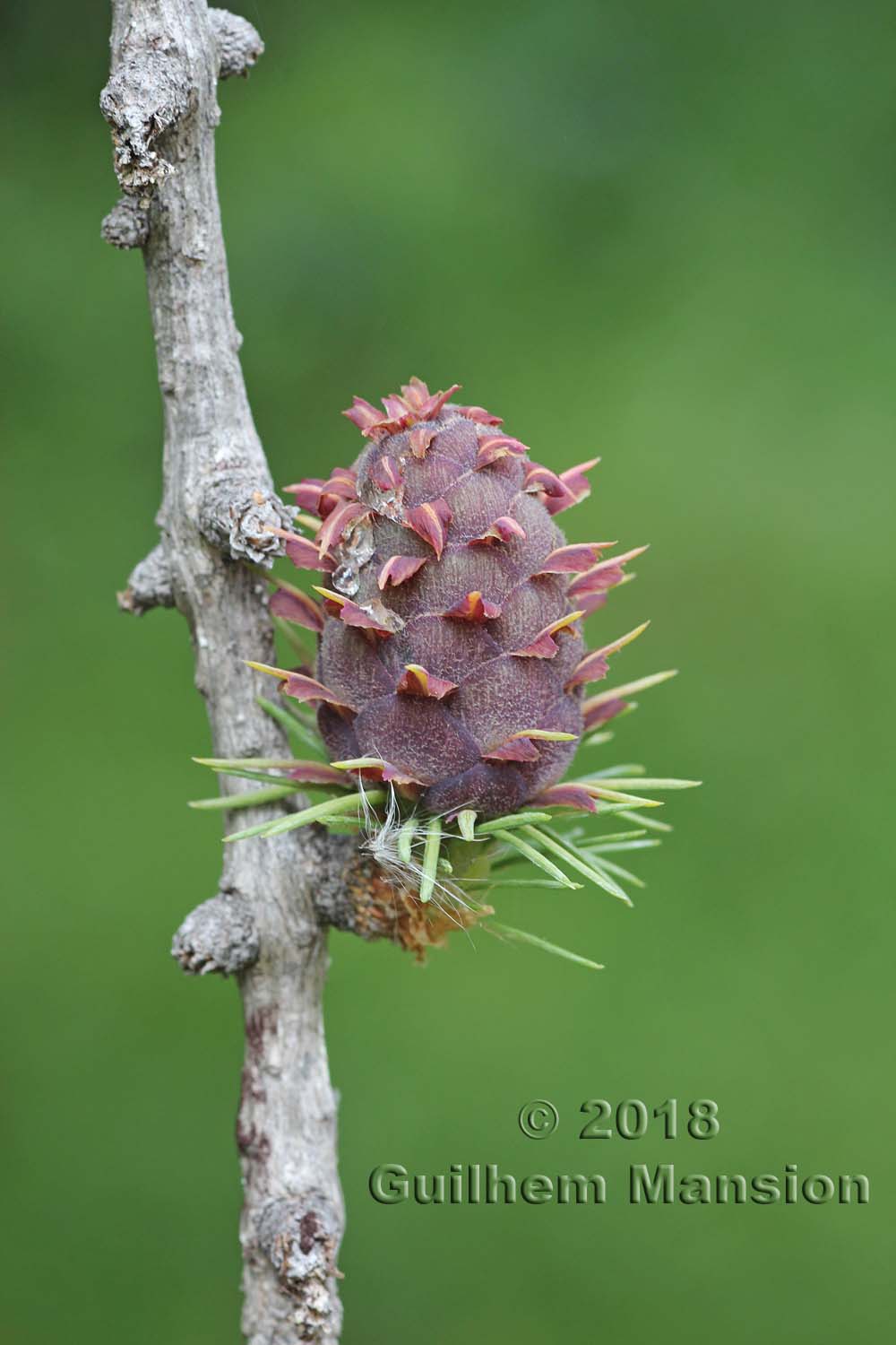 Larix decidua