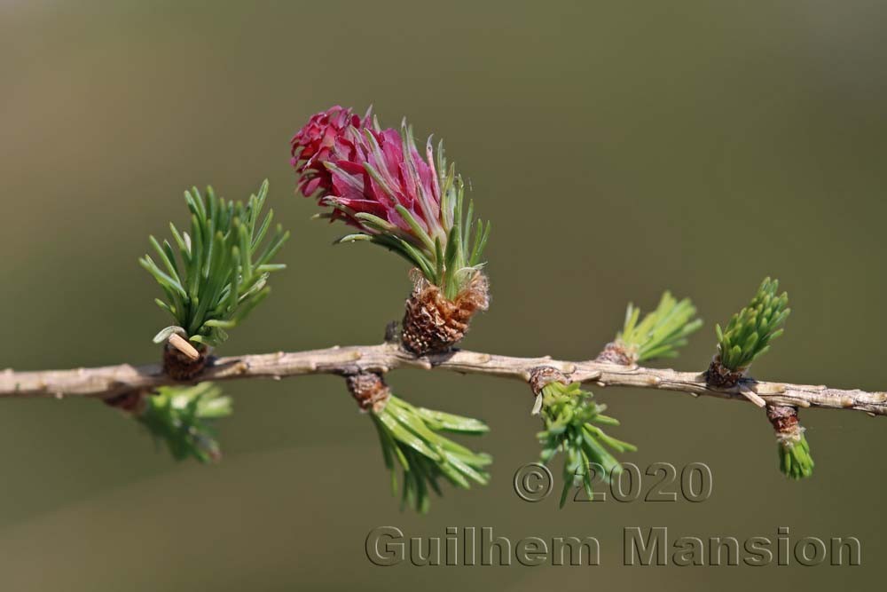 Larix decidua