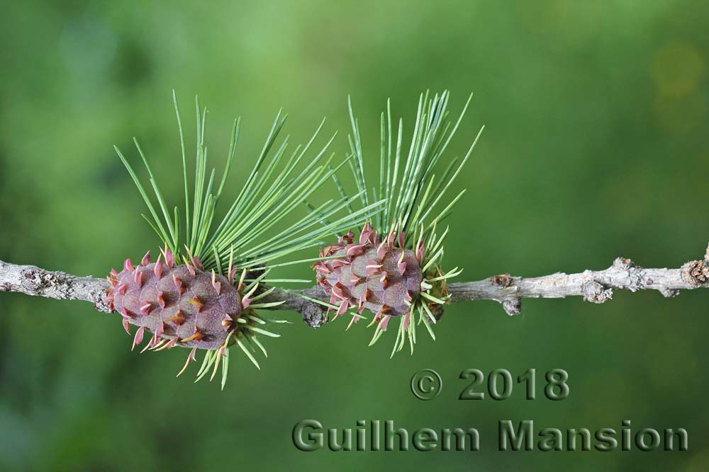 Larix decidua